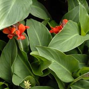 bulbes cannas petit prix - fin de saison